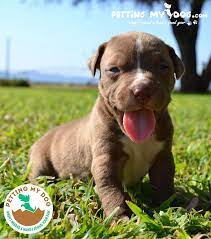 Don't miss what's happening in your neighborhood. These Are Top 5 Best Dog Food For Pitbull Puppies To Gain Weight And Muscle June 14 2021