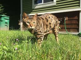 I am looking for a permanent home in the country for a five year old, neutered, bengal male who is in good health and up to date with his vaccinations. The Joys And Hazards Of Living With A Pet Bengal Cat Pethelpful By Fellow Animal Lovers And Experts