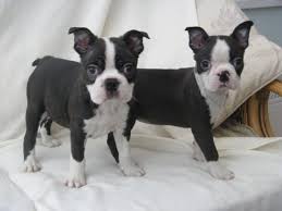 Boston terrier puppies for adoption. Boston Terrier Puppies Florida Craigslist Dog Boston Terrier Boston Terrier Puppy Terrier Puppies