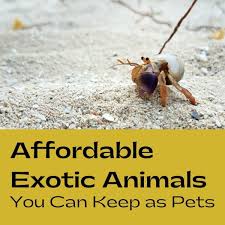 We adhere to updated cdc recommendations for pet stores and ask that anyone entering our store wear a protective face covering, practice social distancing, refrain. 10 Cheap Exotic Pets Pethelpful