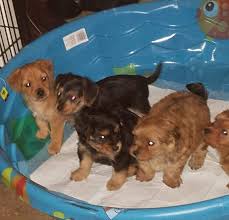 Healthy yorkie puppies for sale. Pennysaver Dorkies Puppies In Harrison Mississippi Usa