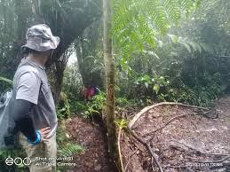 These sentences come from external sources. Wikiloc 786 Gunung Chabang Perak Trail