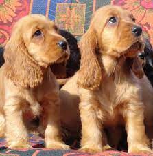 Page Not Found Cocker Spaniel Puppies Spaniel Puppies For Sale Baby Dogs