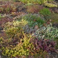 Dachstauden Sortiment Dachbegrunung Dach Bepflanzung