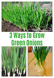 How To Grow Green Onions 3 Ways To Grow Green Onions Growing Spring Onions Regrow Green Onions Green Onions Growing