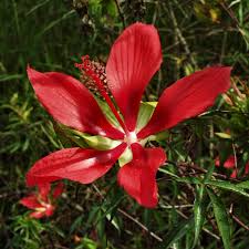 Image result for Hibiscus physaloides