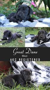 We did not find results for: Great Dane Puppies For Sale Allentown Nj 333363