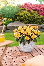 Image result for Begonia iucunda