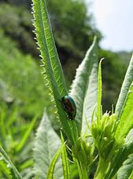 Image result for Chrysochloa