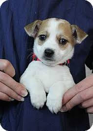 Maybe you would like to learn more about one of these? 28 Denver Doggies That Need A Home Ideas Kitten Adoption Dog Adoption Pet Adoption