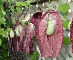 Image result for Aristolochia