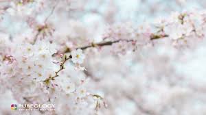 Zoom Backgrounds Pureology In 2020 White Flower Photos Organic Gardening Tips Apricot Tree