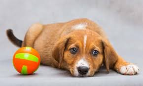 Michigan minnesota new jersey new york ohio. Michigan Attorney General Warns Of Puppy Scams During Pandemic Moody On The Market