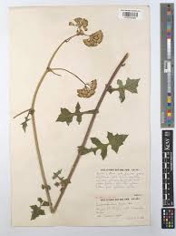 Image result for Solanecio