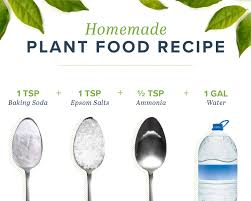 Preparing your own homemade plant food. Homemade Plant Food To Keep Your Plants Happy Proflowers
