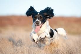 12 Dogs With Floppy Ears With Pictures Reader S Digest