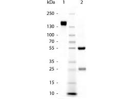 Atto thio12 biotin is a cationic dye. Goat Anti Rabbit Igg Heavy Light Chain Antibody Preadsorbed Abin102001