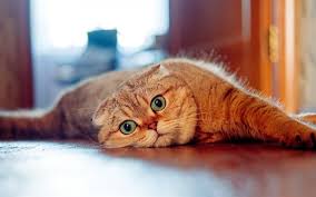 Download Wallpapers Cat Scottish Fold Cute Animals Gray Cat Green Eyes Pets Besthqwallpapers Com Cat Scottish Fold Scottish Fold Grey Tabby Cats