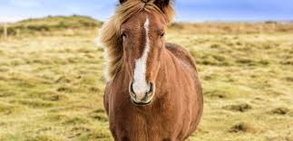 نتیجه جستجوی لغت [icelandic] در گوگل