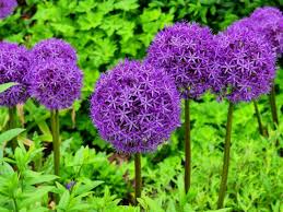 Fiori simili alle fresie destinati ad fiore simile alla margherita, ma con violetta vapori. Piante Da Mettere Vicino Alle Rose Non Sprecare