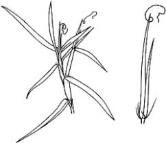 Image result for Cenchrus clandestinus