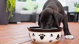 Maybe you would like to learn more about one of these? Wet Food For Puppies Best Wet Puppy Food For 2021