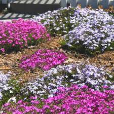Full sun perennial seeds & plants. Jewels Of The Spring Garden Border Neil Sperry S Gardens