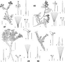 Image result for Pleiotaxis pulcherrima