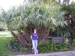 Image result for Serenoa repens