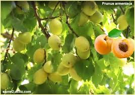 المشمش معلومات وطرق الزراعة Prunus Armeniaca قسم الفواكه النبات معلومان عامه معلوماتية Grapes Fruit Prunus