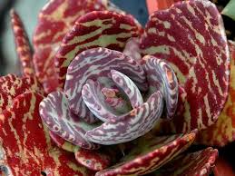 Kalanchoe Humilis World Of Succulents Plants Succulents Succulent Gardening