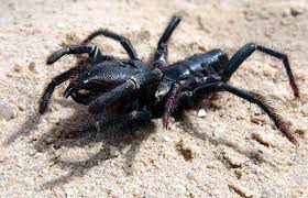 A camel spider is a very popular arachnid. Pin Em Camel Sprder