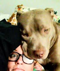 Lost Dog Poe in Normal, Illinois