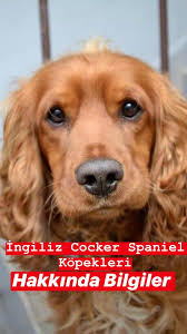 Ingiliz Cocker Spaniel Kopekleri Hakkinda Bilgiler En Guzel Sozler Ve Mesajlar