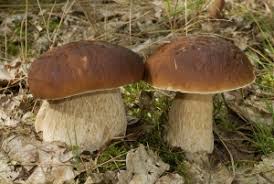 Offizielle homepage des botanischen gartens karlsruhe. Kostenlose Pilzberatung Im Botanischen Museum Geoffnet Wertvolle Tipps Zum Pilze Sammeln Bgbm
