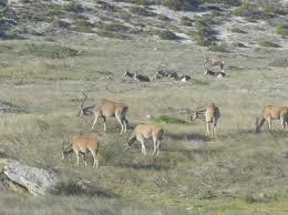 Eland And Bontebok The Meadows Buffels Bay Cape Point National Park Cape Town South Africa South Africa National Parks Africa