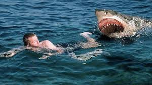 El tiburón de arrecife de punta blanca (triaenodon obesus) es una especie de tiburón réquiem, de la familia carcharhinidae, y el único miembro de su género.se trata de un tiburón pequeño, que no suele superar los 1,6 m (5,2 pies) de largo; El Tiburon Blanco Es Muy Bueno Y No Hace Nada Segun El Dueno De Un Tiburon Blanco El Mundo Today
