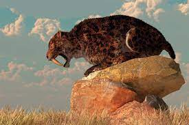 Maybe you would like to learn more about one of these? Sabre Toothed Tigers In Ice Age Los Angeles Had Bad Back Trouble New Scientist