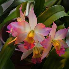 Cattleya Appleblossom Orchid Orchid Flower Beautiful Orchids Unusual Flowers
