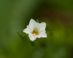 Image result for Euploca strigosa