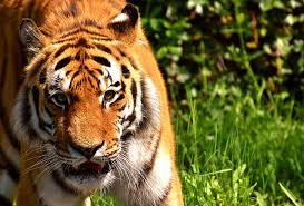 Humans are the most dangerous threat for tigers. Royalty Free Photo Brown And White Tiger On Grass During Daytime Pickpik