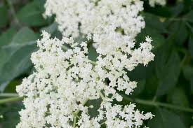 Die beeren und blüten des holunders sollen eine heilende wirkung haben und bei erkältungen helfen. Blutezeit Wann Bluht Holunder Holunderbluten Richtig Sammeln