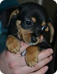 Decatur Ga Dachshund Chihuahua Mix Meet Ashton A Puppy For Adoption Pets Dachshund Adoption Puppy Adoption