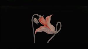 We regularly add new gif animations about and. Floyd Flowers On Make A Gif