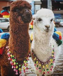 Peru Destinations On Instagram Beautiful Llamas In Cusco Use Perudestinations For Feature Visit Www 5rutas Com For T Llama Llama Alpaca Pet Birds