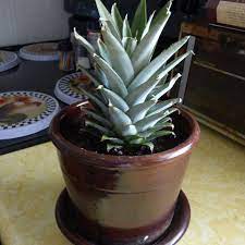 A pineapple plant produces only one fruit in its lifetime, but the plants are very close together, and the originally answered: Pineapple Plant Care How To Grow Pineapple Plants Indoors And In The Garden