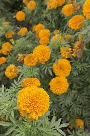 And that includes certain plants! Garden With These Plants To Repel Mosquitoes
