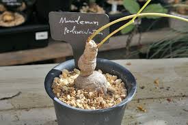Image result for Monadenium pedunculatum