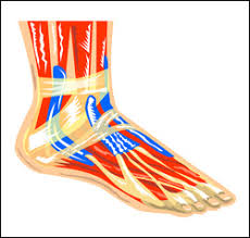 Перевод слова tendon, американское и британское произношение, транскрипция, словосочетания, примеры использования. Ruptured Achiles Tendon Prevention And Treatment Main Line Foot Ankle Center Podiatrist In Paoli Pa