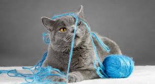 The flame point, while not exactly rare, is not seen as often as a blue point. British Blue Cat Names With These Ideas You Ll Be Anything But Blue